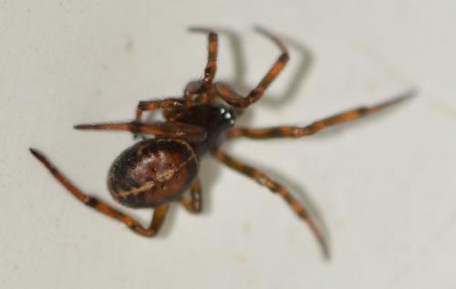 Steatoda bipunctata